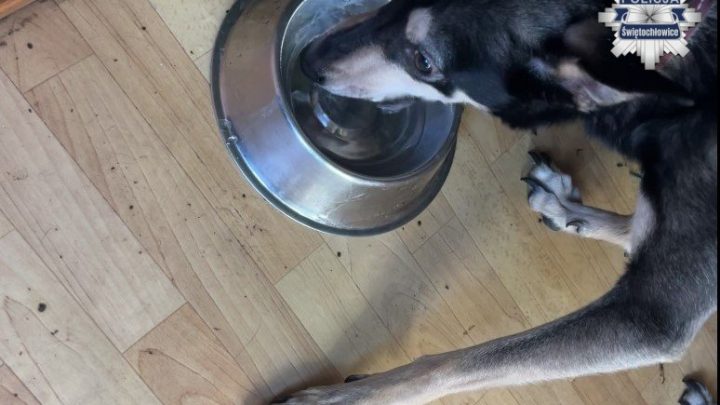 Brak wody, jedzenia i opieki. 59-latka odpowie za znęcanie się nad zwierzęciem.